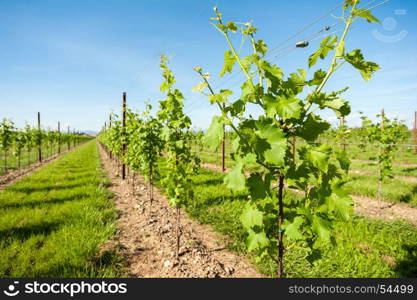 Agriculture, vineyard in spring and blue sky with clouds