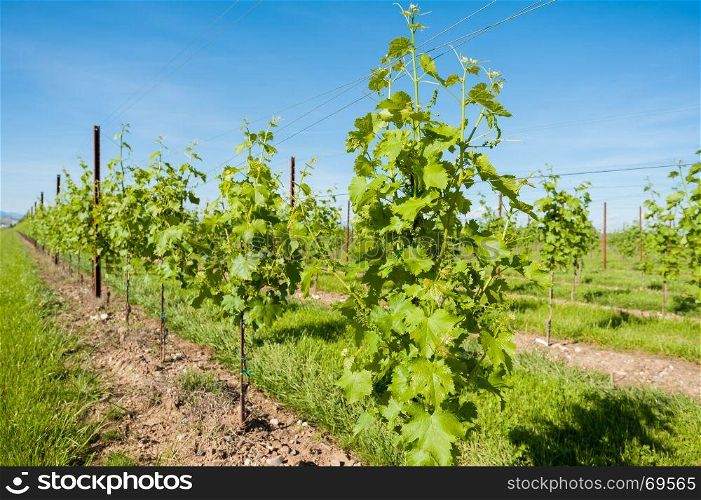 Agriculture, vineyard in spring and blue sky with clouds