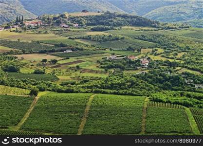 agriculture vineyard scenery green