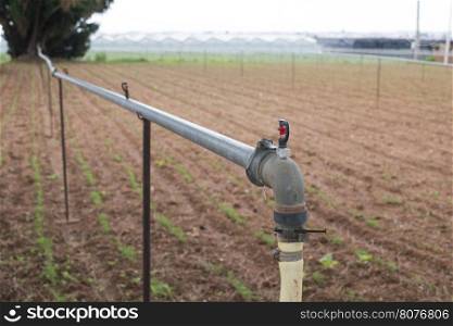 Agriculture watering tubes on the field