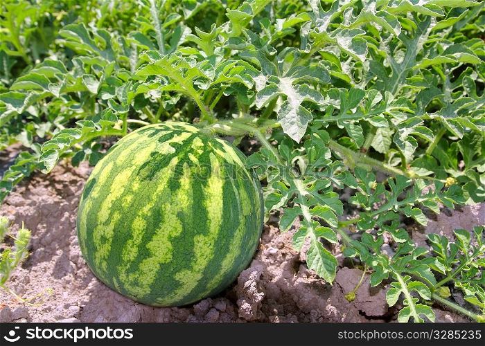 agriculture watermelon field big fruit summer water melon