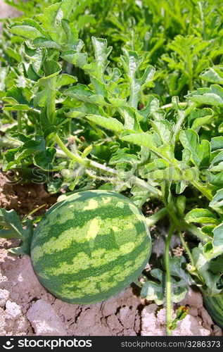 agriculture watermelon field big fruit summer water melon