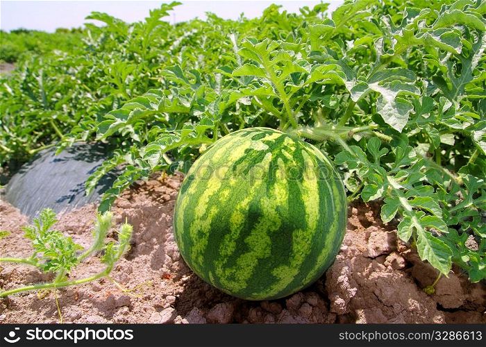 agriculture watermelon field big fruit summer water melon