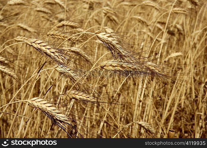 Agriculture wheat golden dried fiels crop