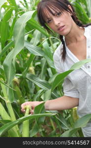 Agriculturist stood in corn field