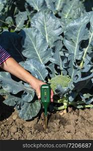 Agronom measure soil in broccoli plantation. Close up broccoli head in garden. Industrial growing and measure soil. Sunny day. Woman hold soil measure device.