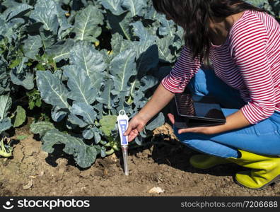 Agronom measure soil in broccoli plantation. Close up broccoli head in garden. Industrial growing and measure soil. Sunny day. Woman hold soil measure device.