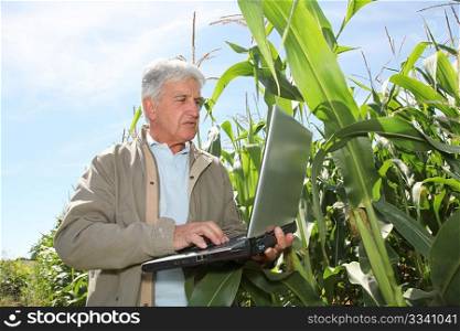 Agronomist in corn field with laptop computer