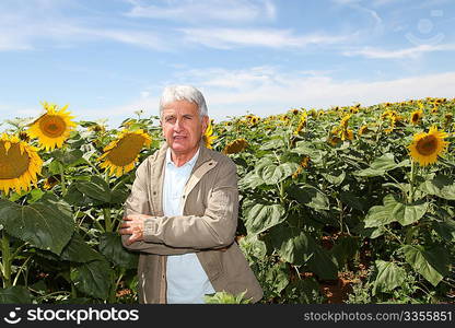 Agronomist in sunflowers field with laptop computer