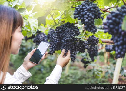 Agronomist Woman winemaker using Smartphone checking grapes in vineyard