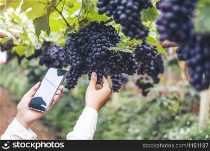 Agronomist Woman winemaker using Smartphone checking grapes in vineyard