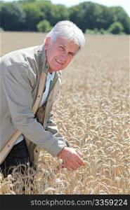 Agronomist working in wheat field in summer season