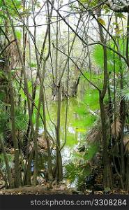 aguada cenote in mexico Mayan Riviera rainforest jungle