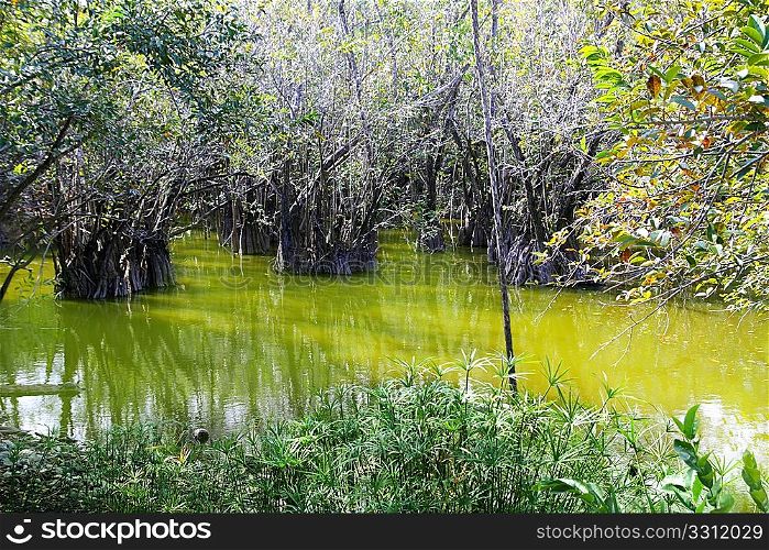 aguada cenote in mexico Mayan Riviera rainforest jungle