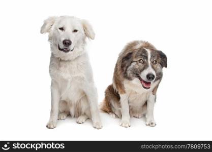 Aidi or atlas mountain dog. Aidi or atlas mountain dog in front of a white background