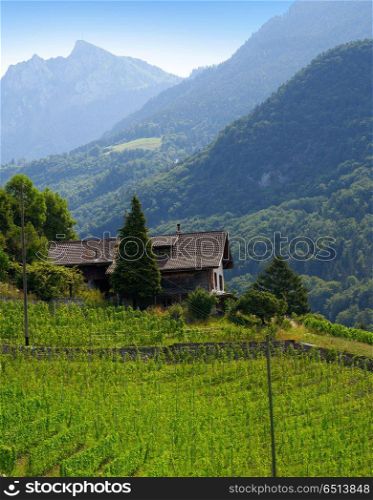 Aigle vineyard in Alps at Switzerland Swiss. Aigle in Alps at Switzerland Swiss