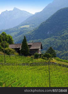 Aigle vineyard in Alps at Switzerland Swiss. Aigle in Alps at Switzerland Swiss