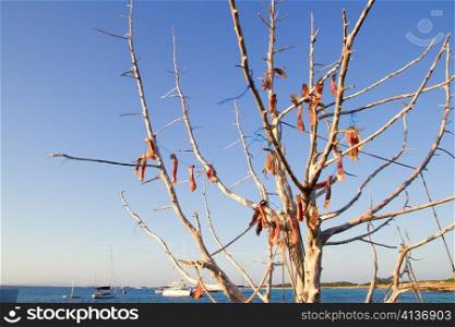 Air dried salted fish in outdoor tree Mediterranean tradition in Formentera