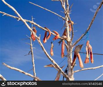 air-dried salted fish Mediterranean style on tree branches in Balearic