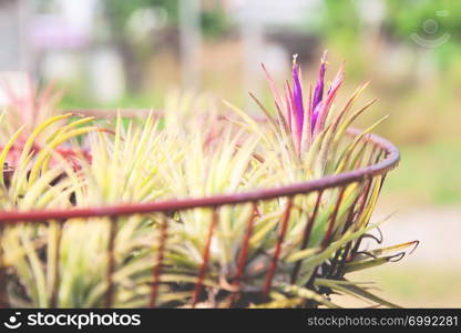 Air plant with scientific name Tillandsia growing in garden. Decorated plant