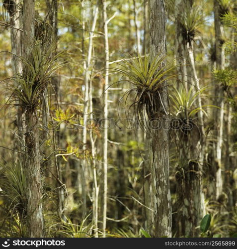 Airplants growing on cypress trees in Everglades National Park, Florida, USA.