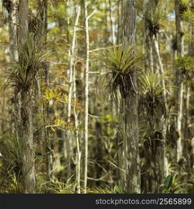 Airplants growing on cypress trees in Everglades National Park, Florida, USA.