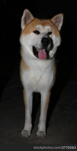 Akita Inu at International Dog Show,CACIB, Beograd,Serbia