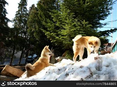 Akita Inu female and puppy climb the snow hill