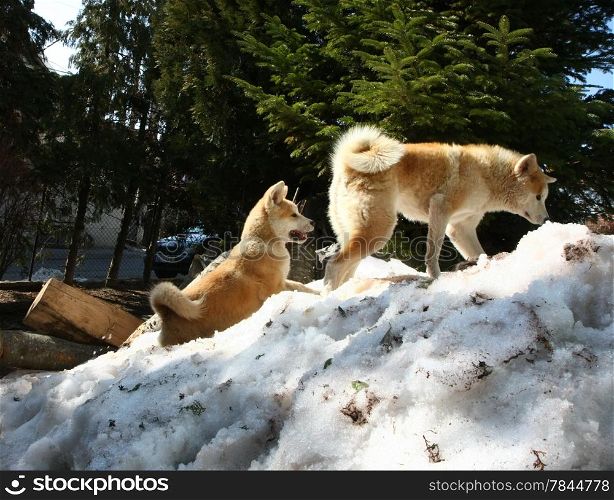 Akita Inu female and puppy climbing the snow hill