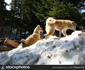 Akita Inu female and puppy climbing the snow hill