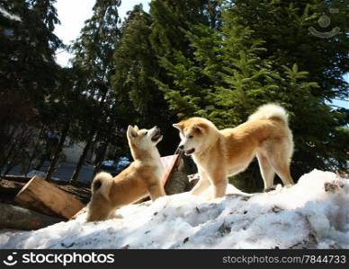 Akita Inu female and puppy playing on the snow hill