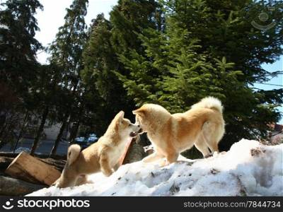 Akita Inu female and puppy playing on the snow hill