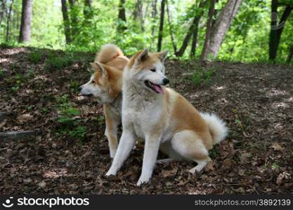 Akita Inu female and puppy resting in public park