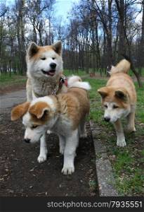 Akita inu female and two puppies walking in public park