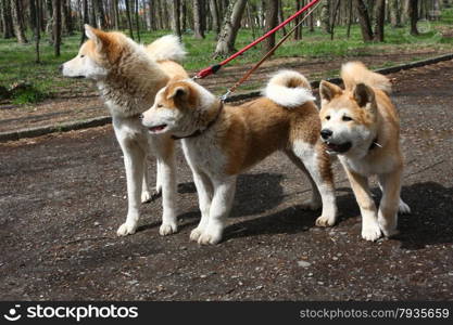 Akita inu female and two puppies walking in public park