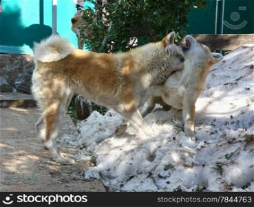 Akita inu female playing and nurturing puppy of same breed