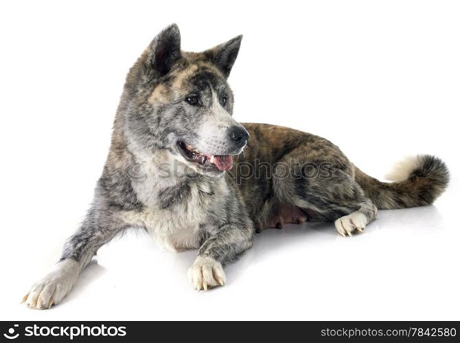 akita inu in front of white background