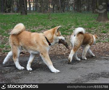 Akita inu puppies walking in public park
