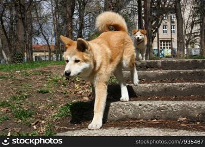 Akita inu puppies walking in public park