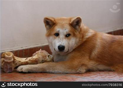 Akita inu puppy having fun with big bone
