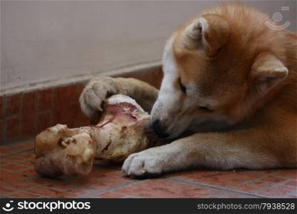 Akita inu puppy having fun with big bone