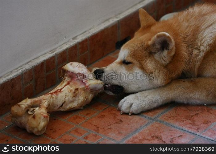 Akita inu puppy having fun with its bone