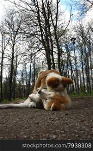 Akita inu puppy playing with Akita female in public park