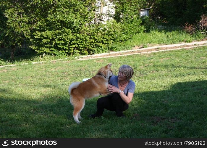 Akita Inu puppy playing with lady in village garden