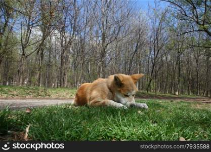 Akita inu puppy playing with piece of wood