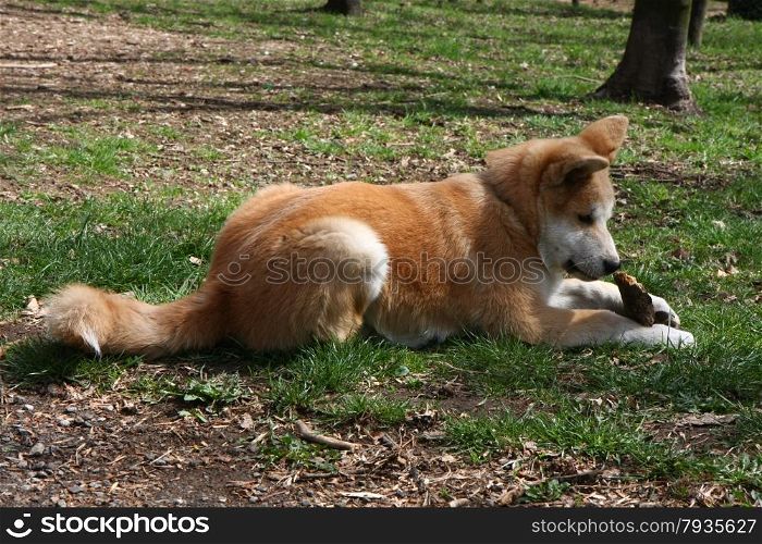 Akita inu puppy playing with piece of wood