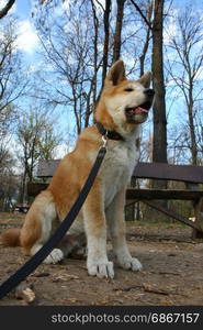 Akita Inu puppy proudly posing in public park