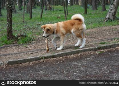 Akita inu puppy walking with piece of wood in its mouth
