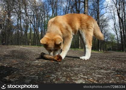 Akita inu puppy with its piece of wood