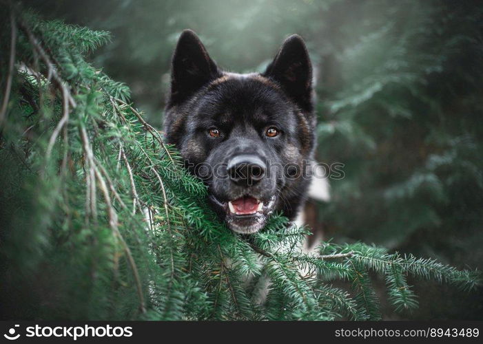 akita tree dog pet animal nature